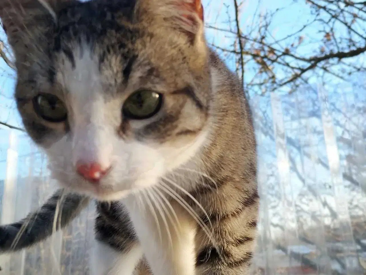 Billede 3 - Bruno søger nyt hjem