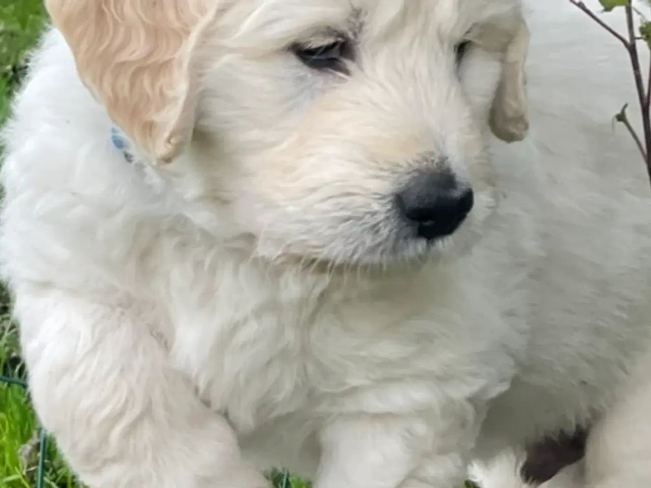Billede 11 - Doodle - Goldendoodle-hvalpe