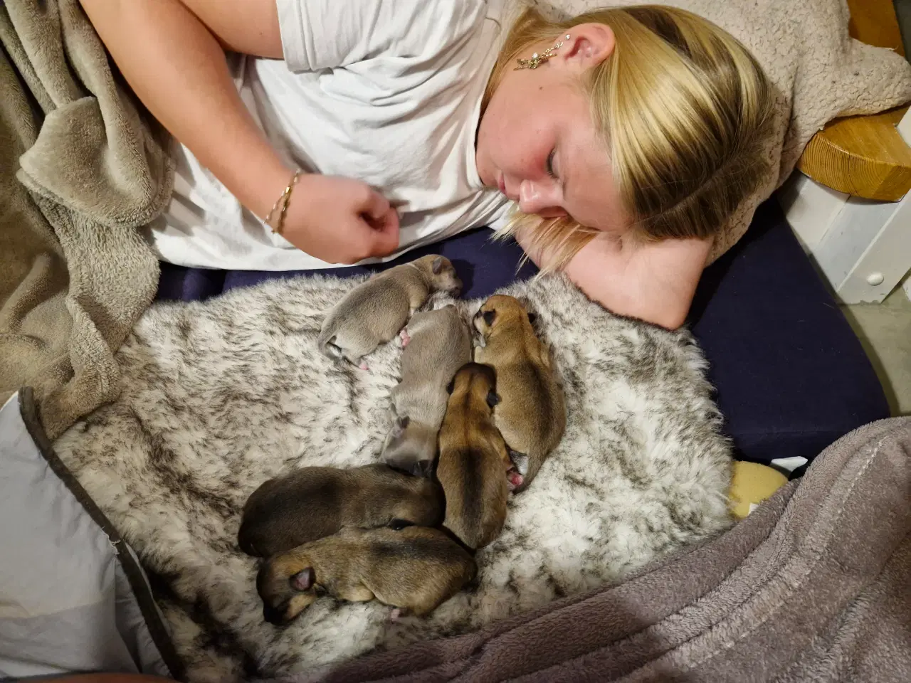 Billede 11 - Ægte chihuahua hvalpe 