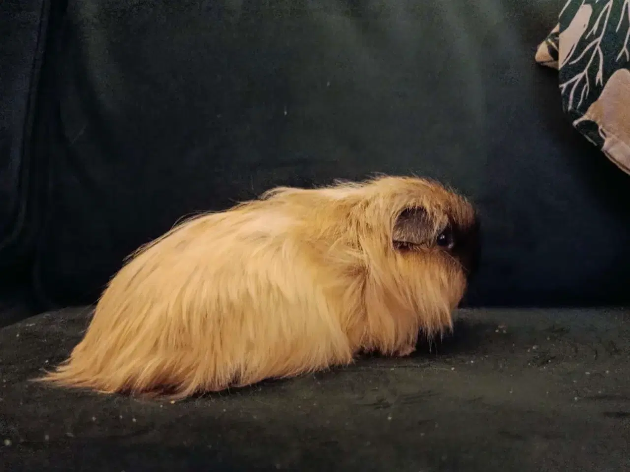 Billede 1 - Han marsvin til salg ( kan godt forhandle med pris