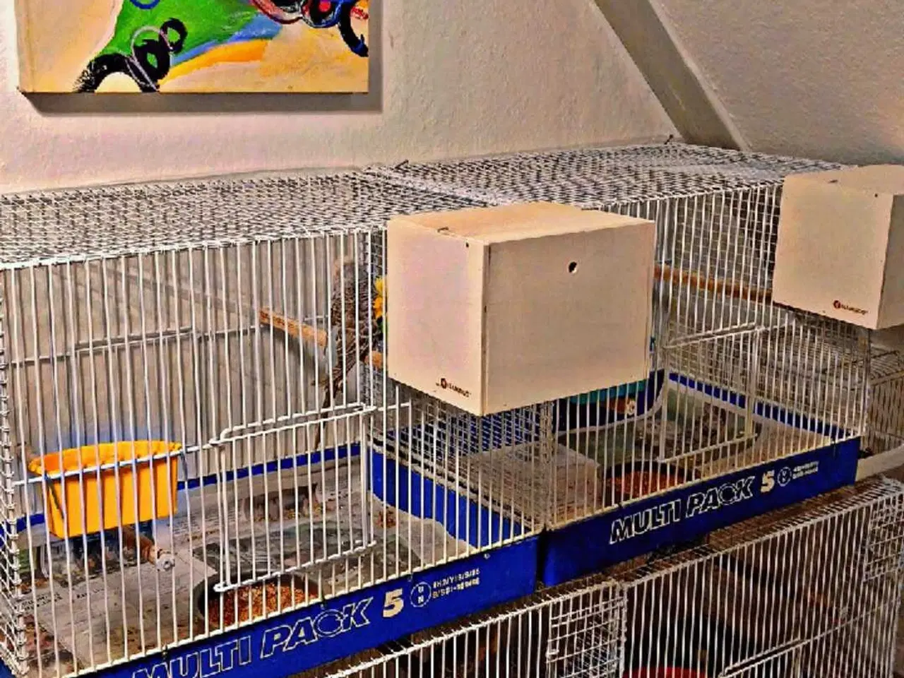 Billede 3 - Kasse Avls buer til små fugle