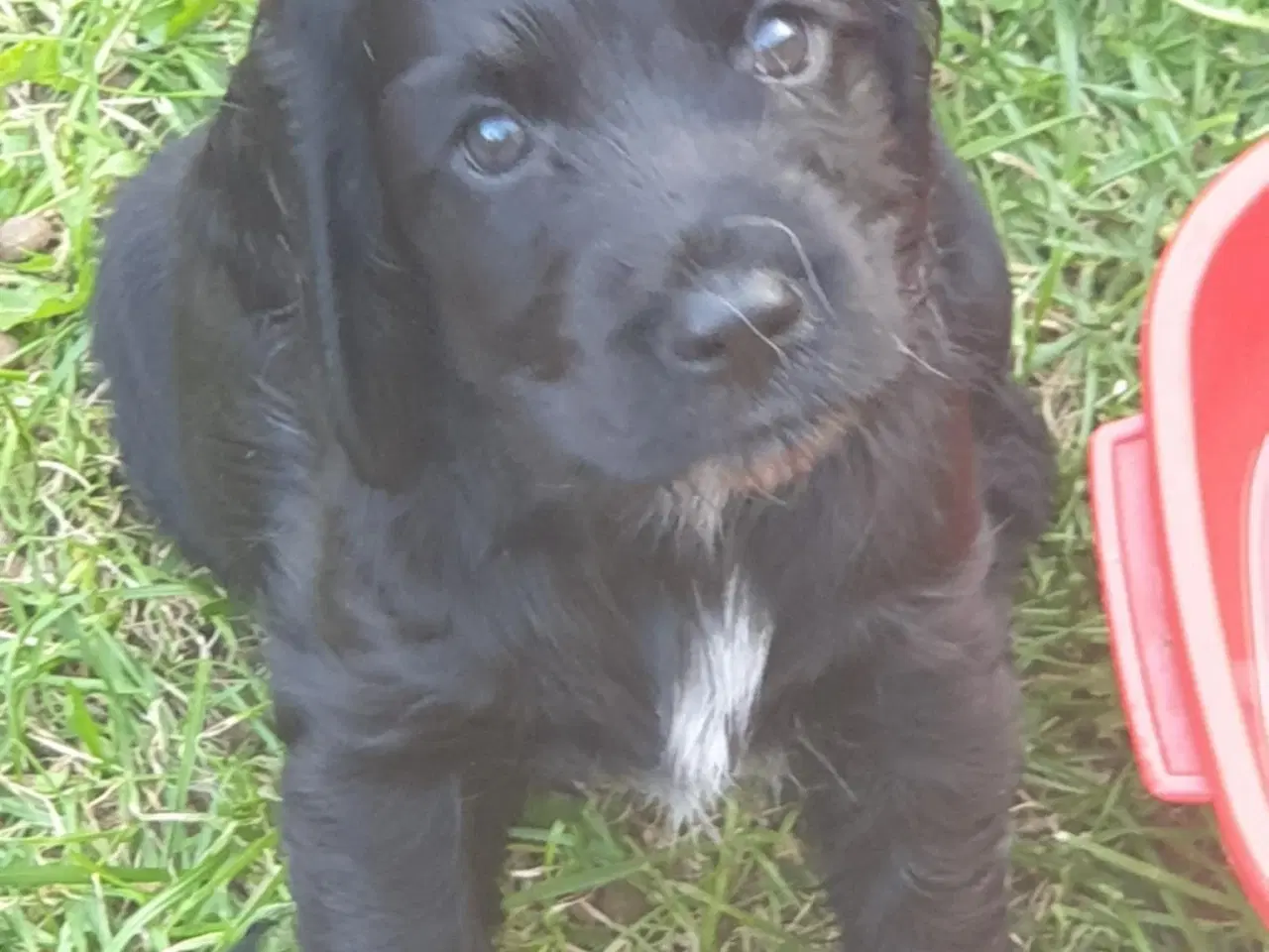 Billede 4 - engelsk cocker spaniel