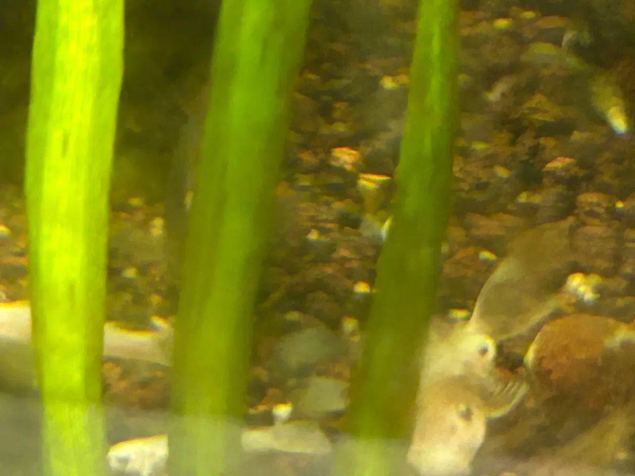 Billede 5 - ❄️🐟 Snow White Ancistrus – flotte hvide maller