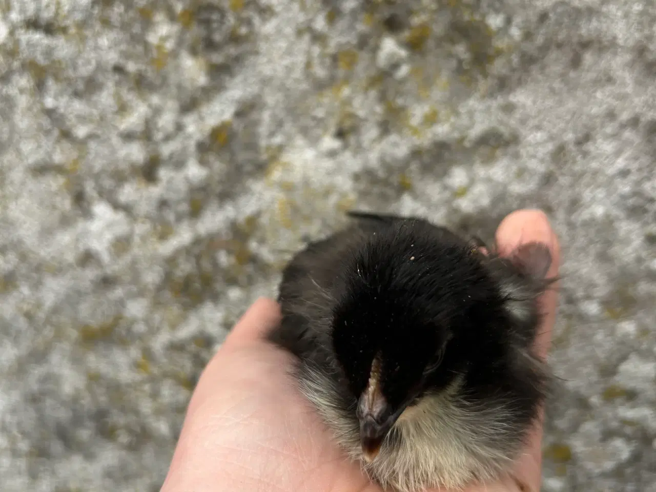 Billede 4 - Påske(Maran) kyllinger