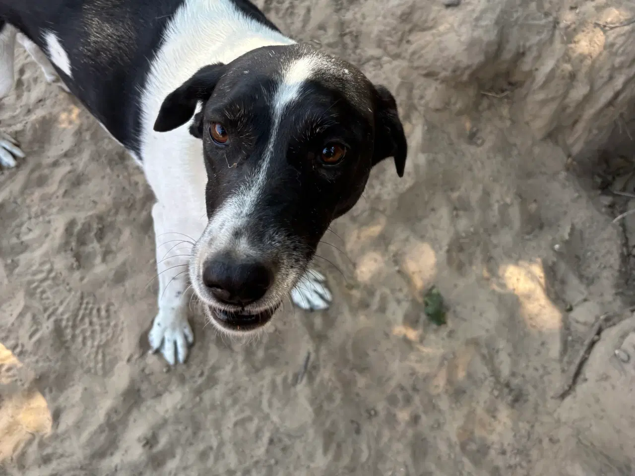 Billede 8 - Wilma til adoption! 🩷