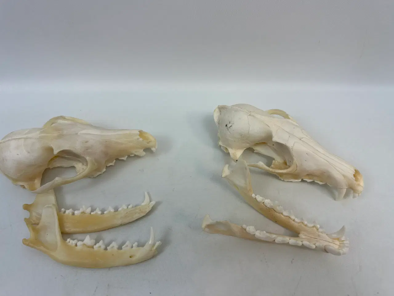 Billede 9 - 2 stk. kranier fra ræv 