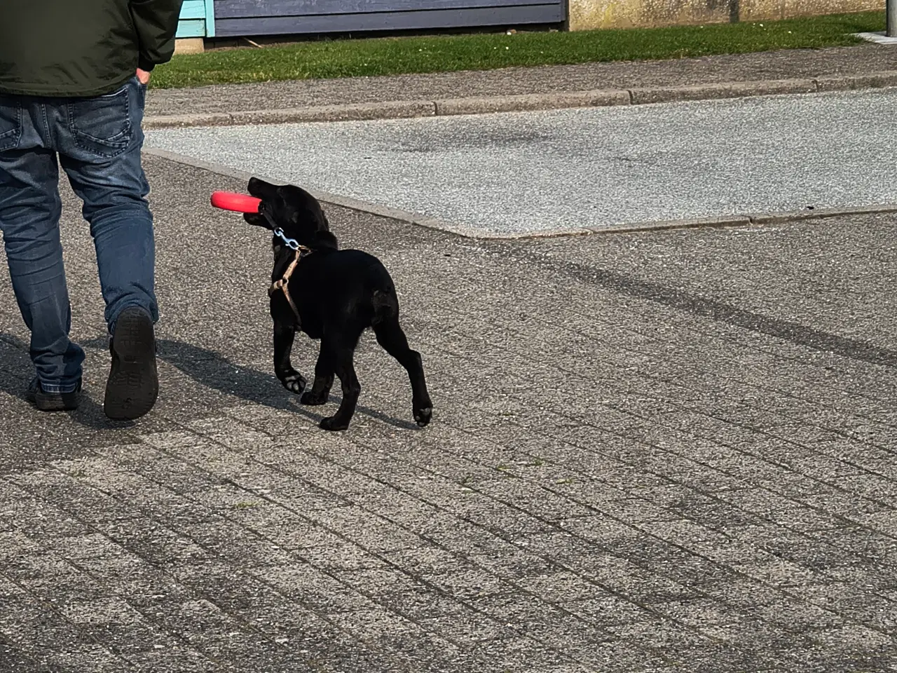 Billede 2 - Labrador Retriever 