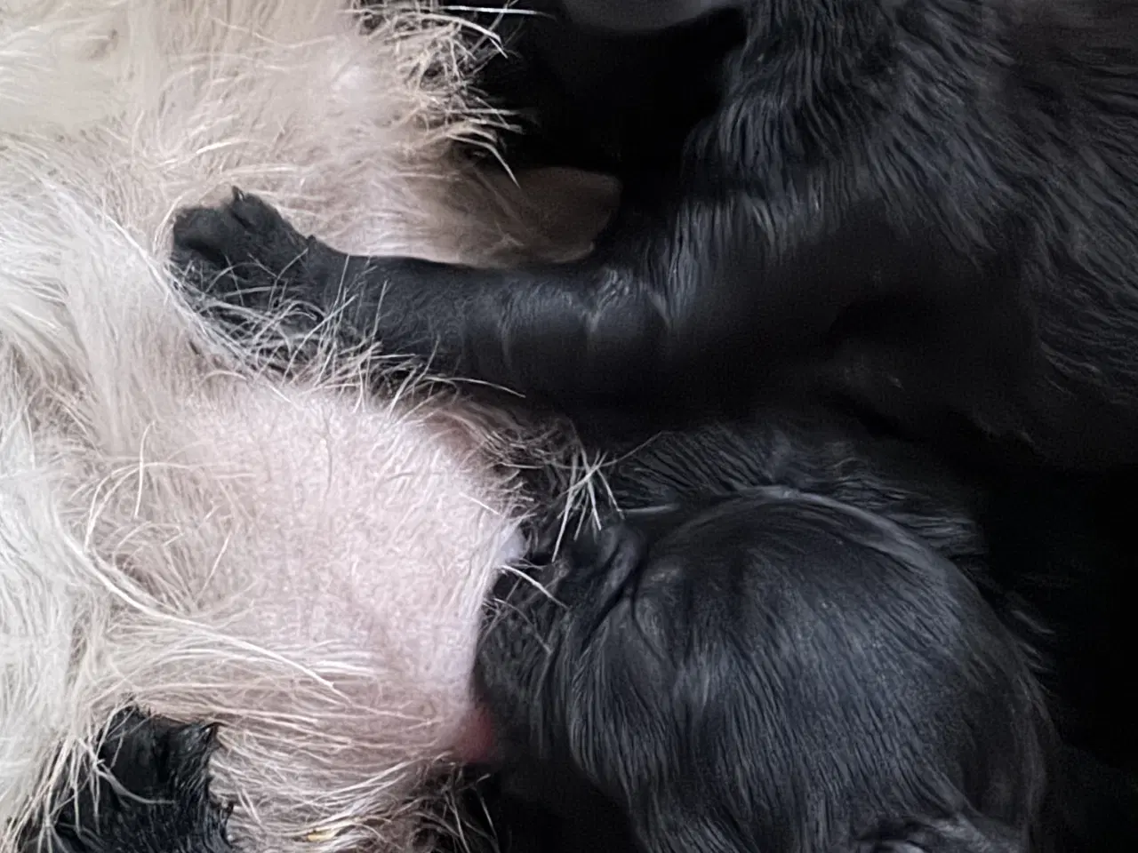 Billede 3 - Shihpoo hvalpe 🐶🌸 rejseklar 19. Maj 26