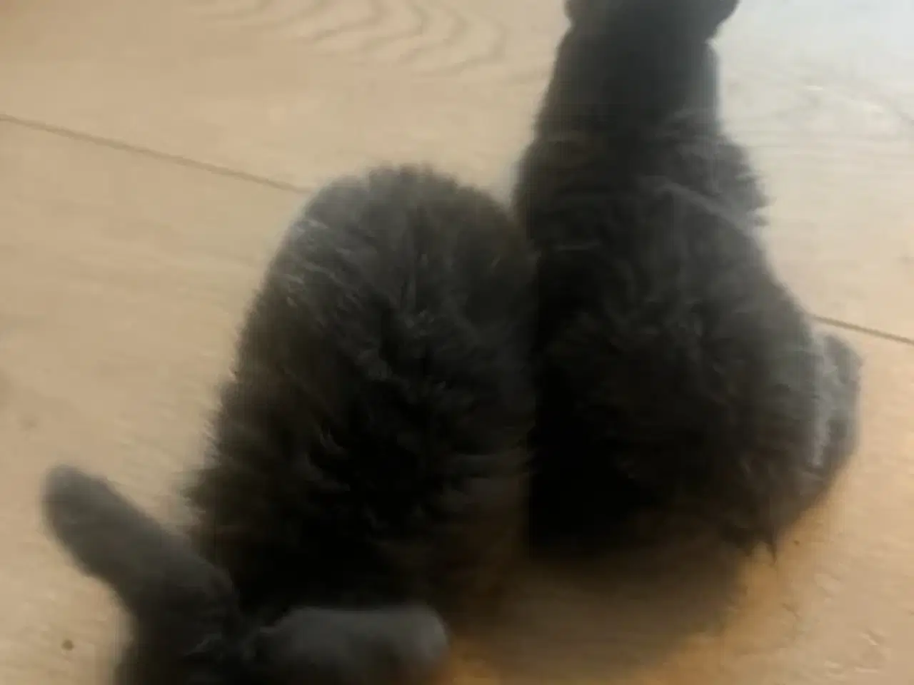 Billede 4 - Harekillinger 5 Stk.