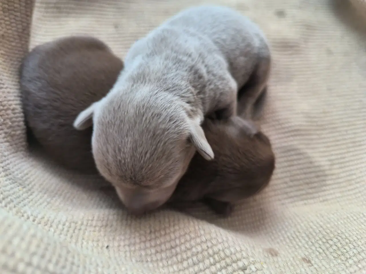 Billede 1 - Chiweenie hvalpe til salg – Chihuahua x gravehound