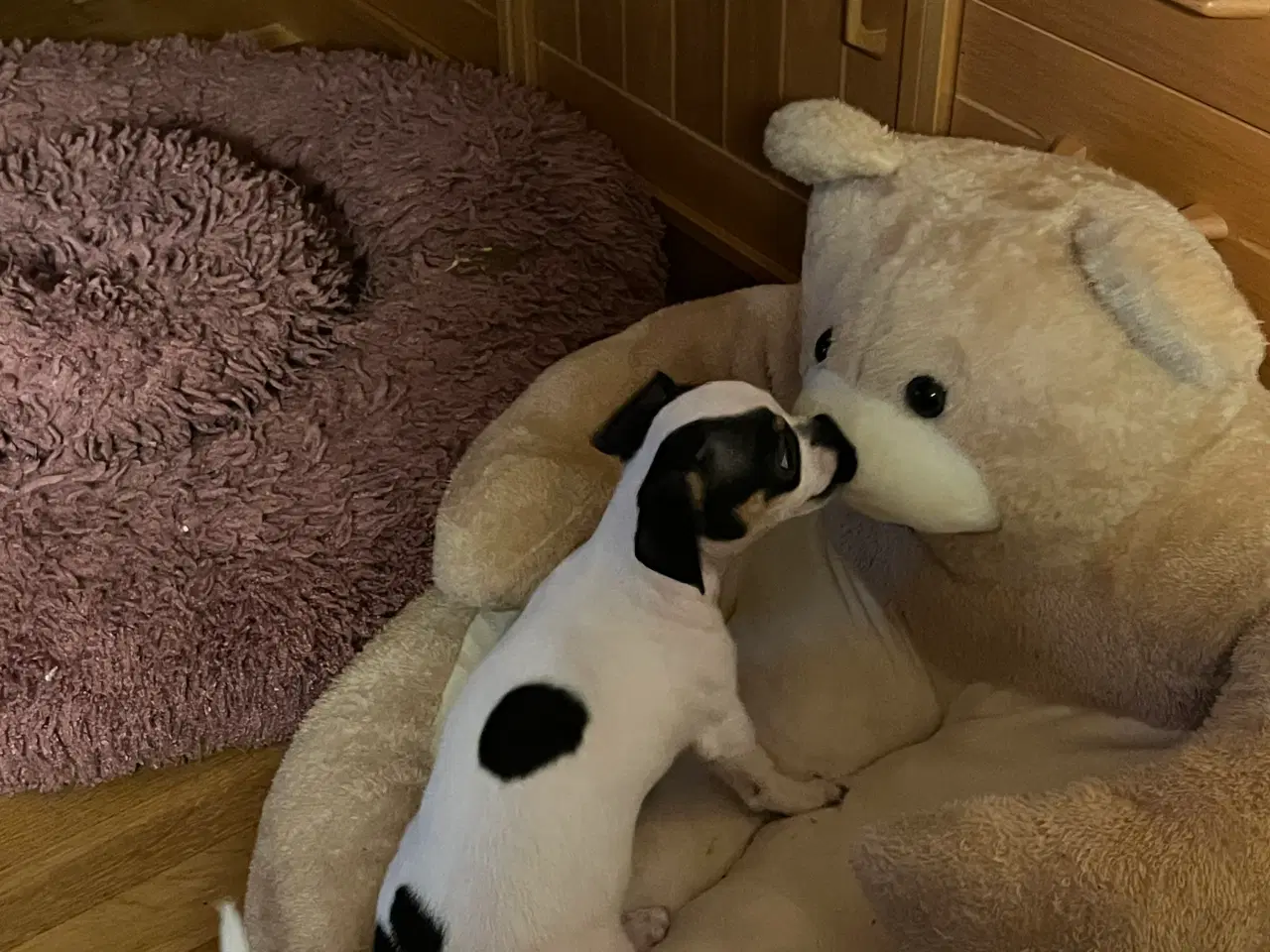 Billede 5 - Chihauhau mix hanhvalp, sælges.