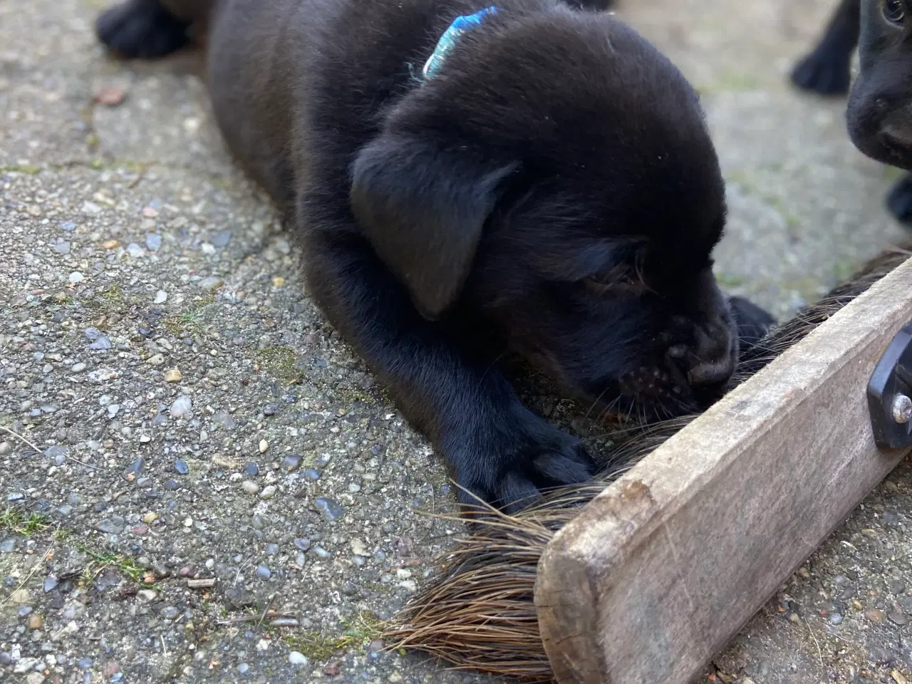 Billede 9 - Labrador (75%)/rottweiler (25%) blandinger 