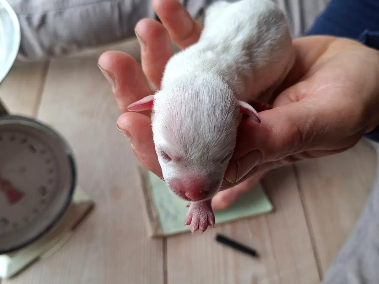 Billede 2 - Parson russell hvalpe