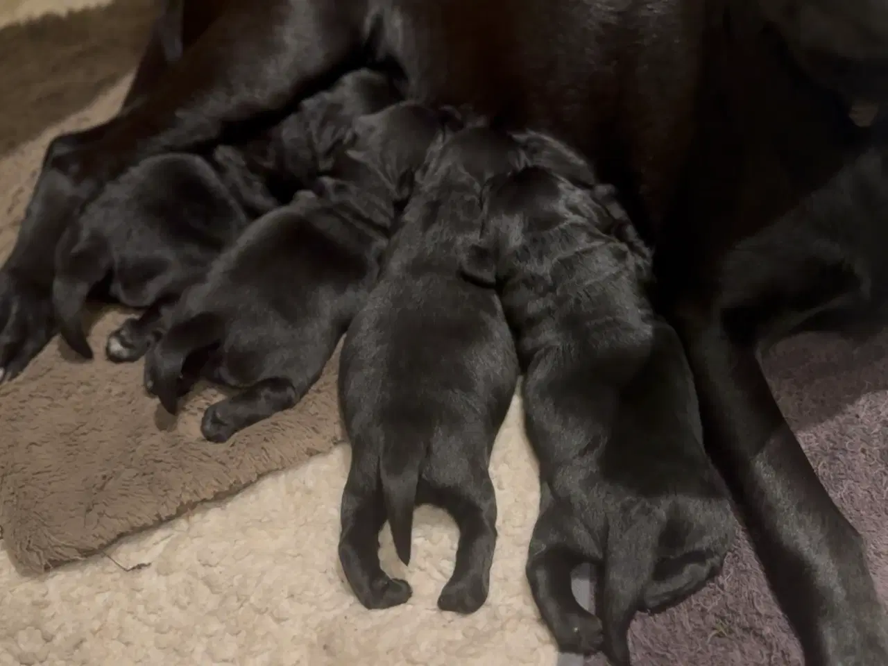 Billede 2 - Amerikanske Cockerdor hvalpe 