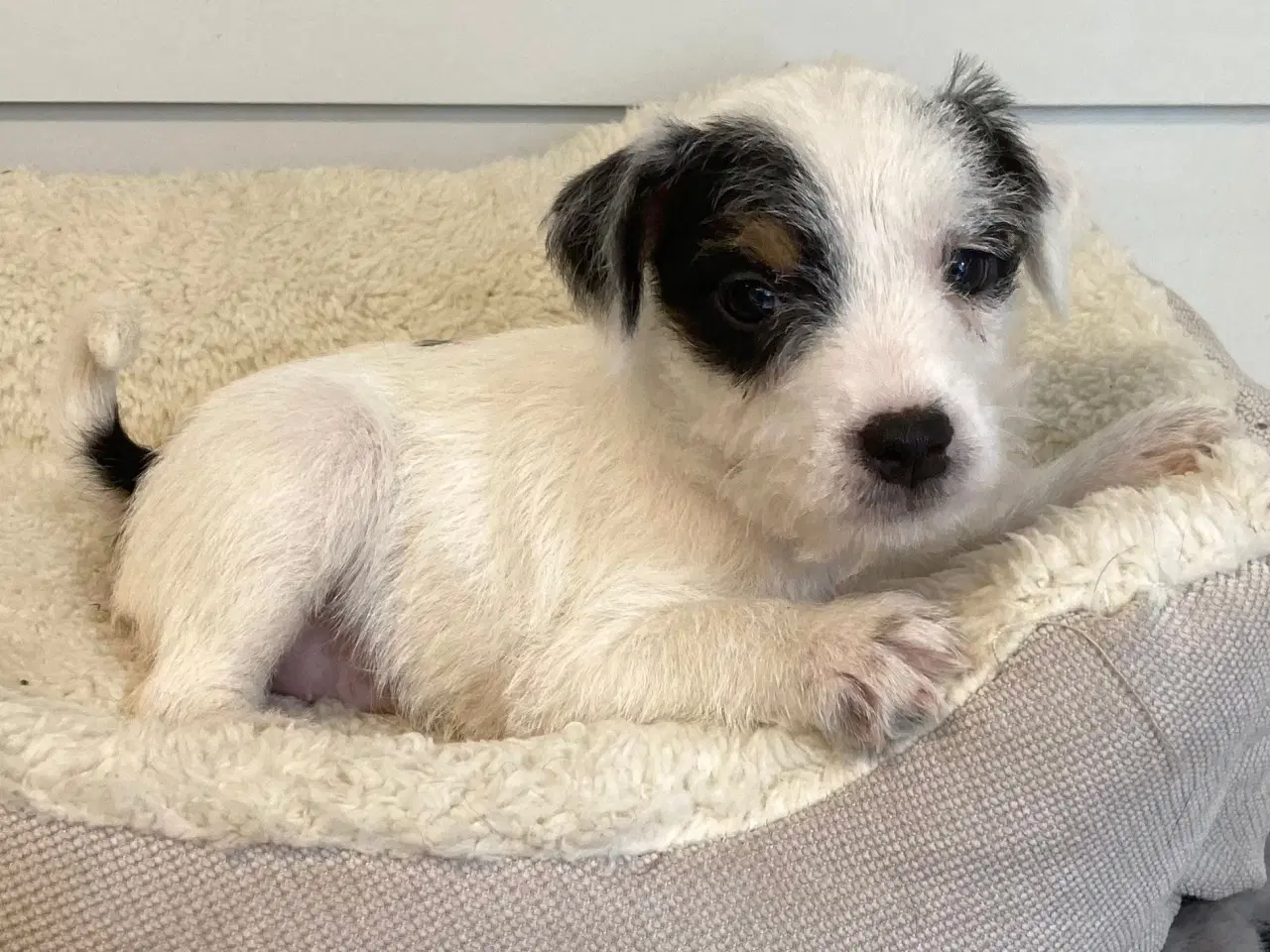 Billede 4 - Jack Russell terrier 