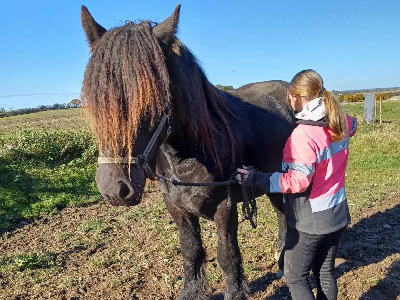 Billede 11 - Jysk hest, 2 års hingst