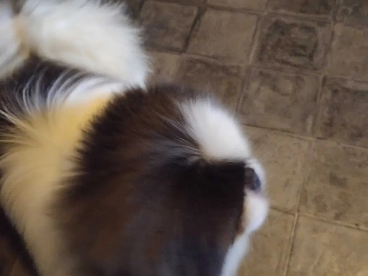 Billede 4 - Blå og hvid pekingeser han sælges