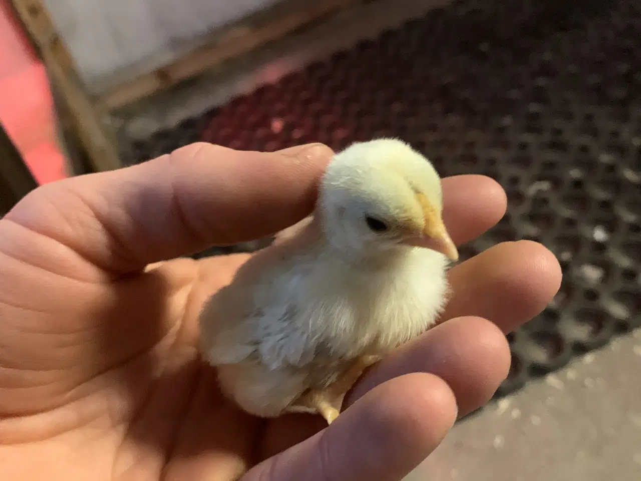 Billede 6 - Chabo kyllinger