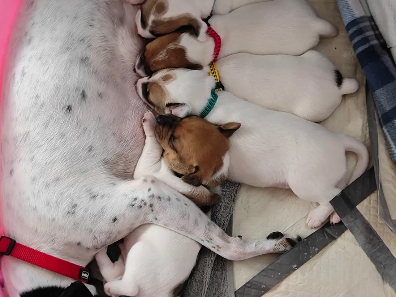 Billede 1 - Dansk svensk gårdhund hvalpe 