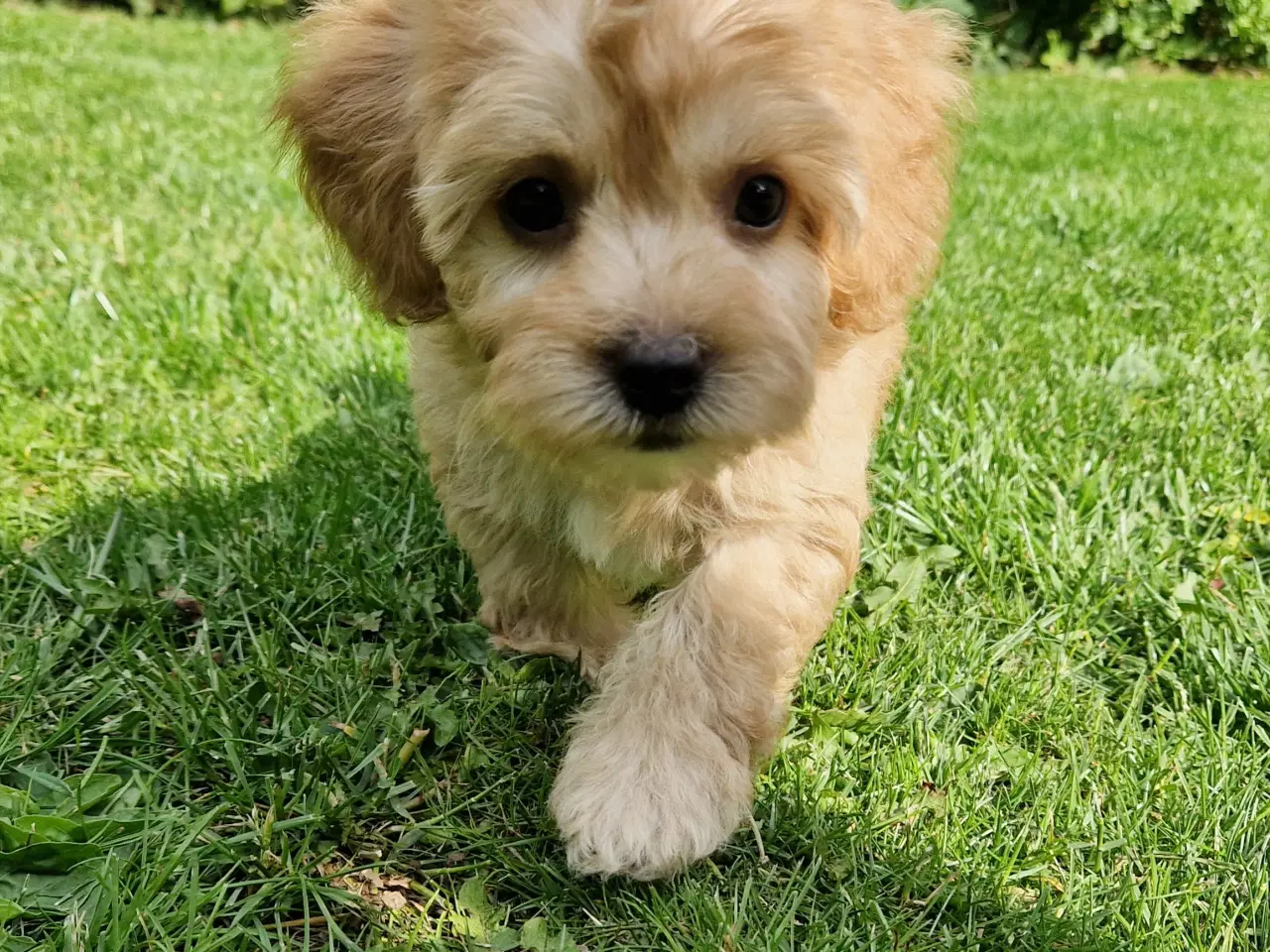 Billede 10 - Havapoo Bamser Puddel & Bichon Havanais