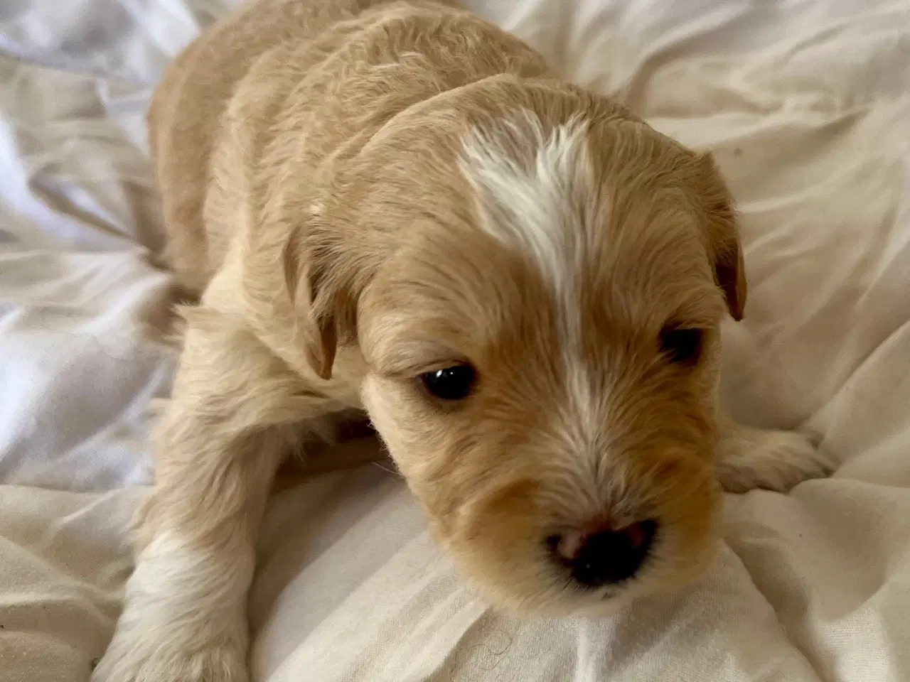 Billede 18 - Super skønne sociale Lagotto blandinger