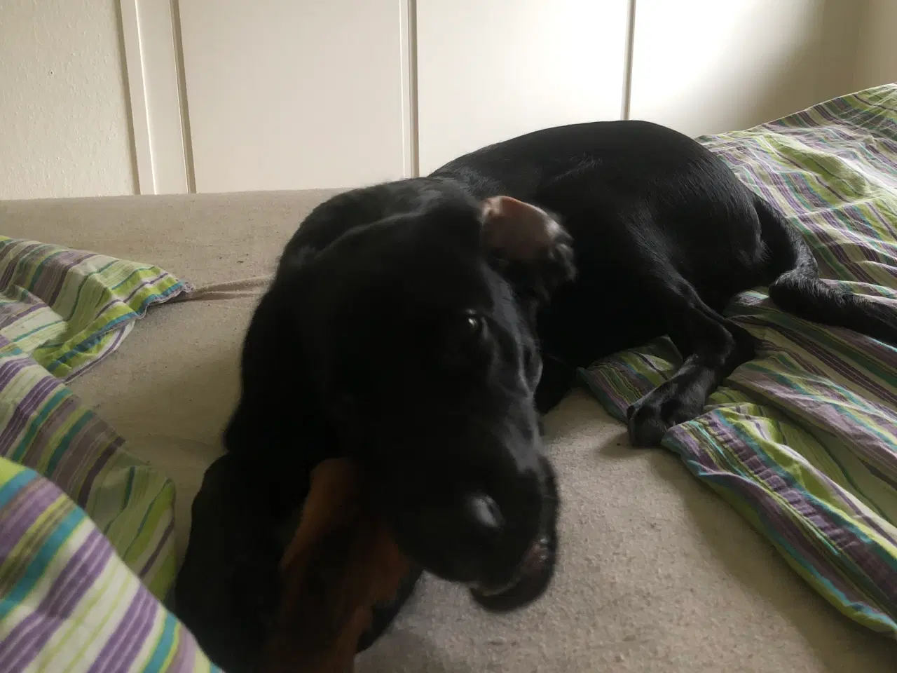 Billede 2 - Cocker blanding på 6,5 mdr