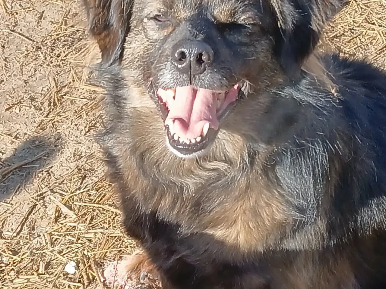 Billede 15 - Livsglade Joy 🩷