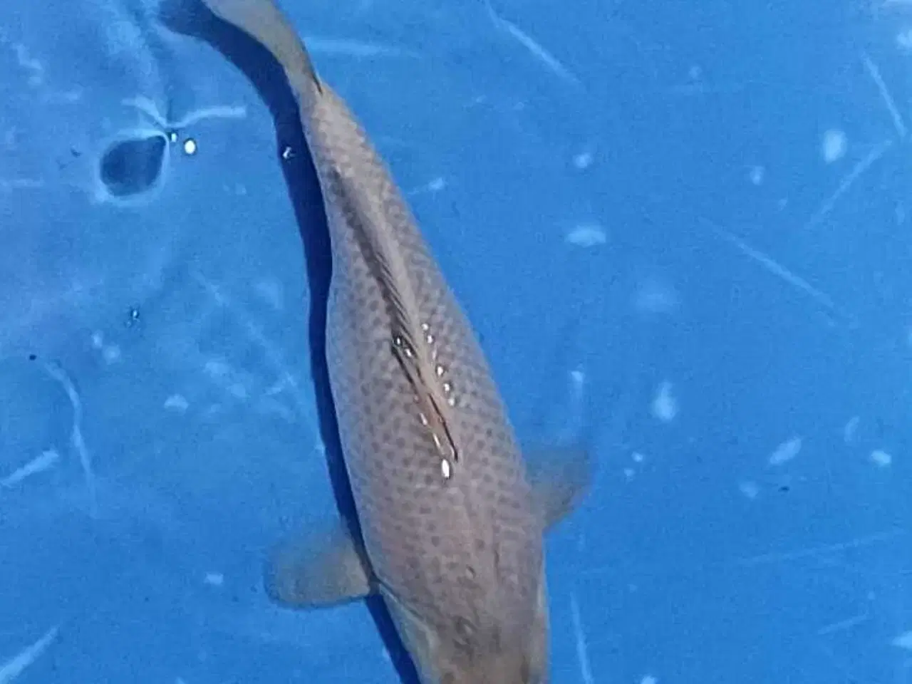 Billede 5 - Koi Chagoi 30 cm