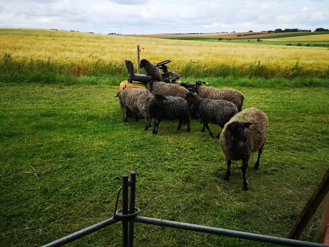 Billede 2 - Gotlænder besætning til salg. 