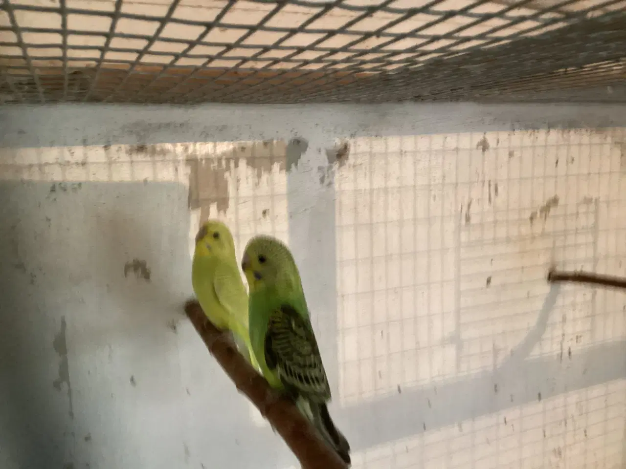 Billede 1 - undulatunger