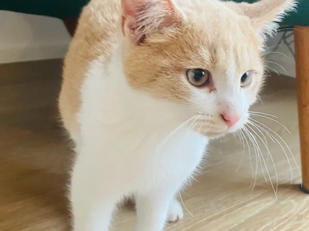 Billede 1 - Søde og kærlige staldkillinger