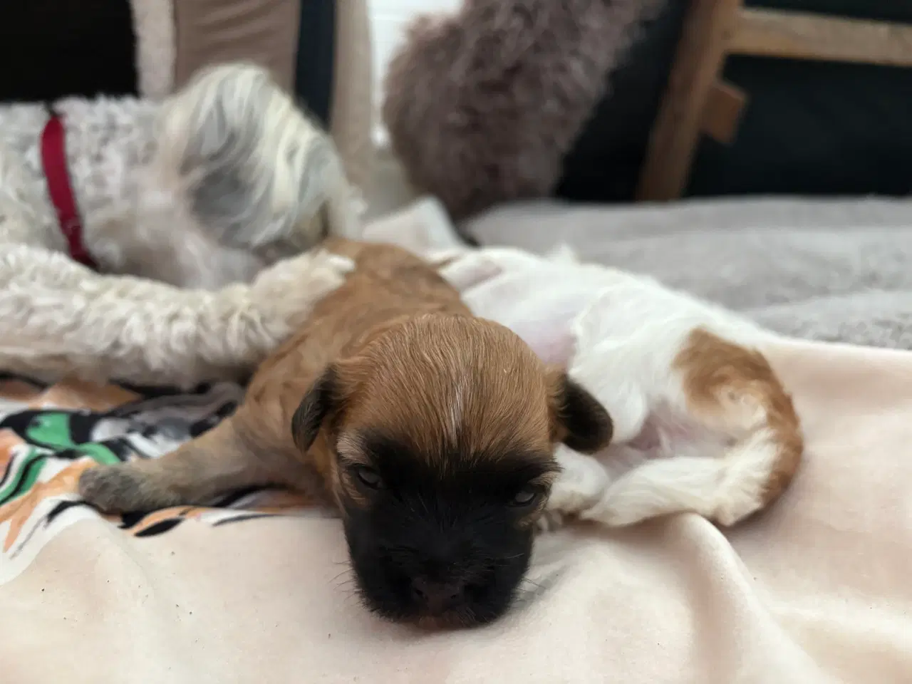 Billede 13 - Smukke Bichon Havanais