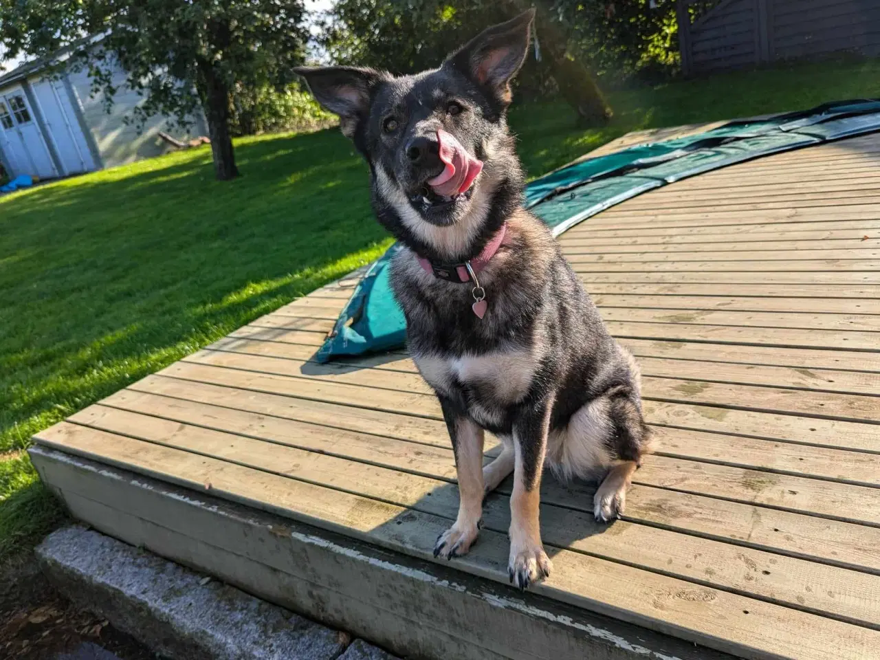 Billede 7 - Smukke, dejlige Tubs søger sit sidste hjem 🏡💞