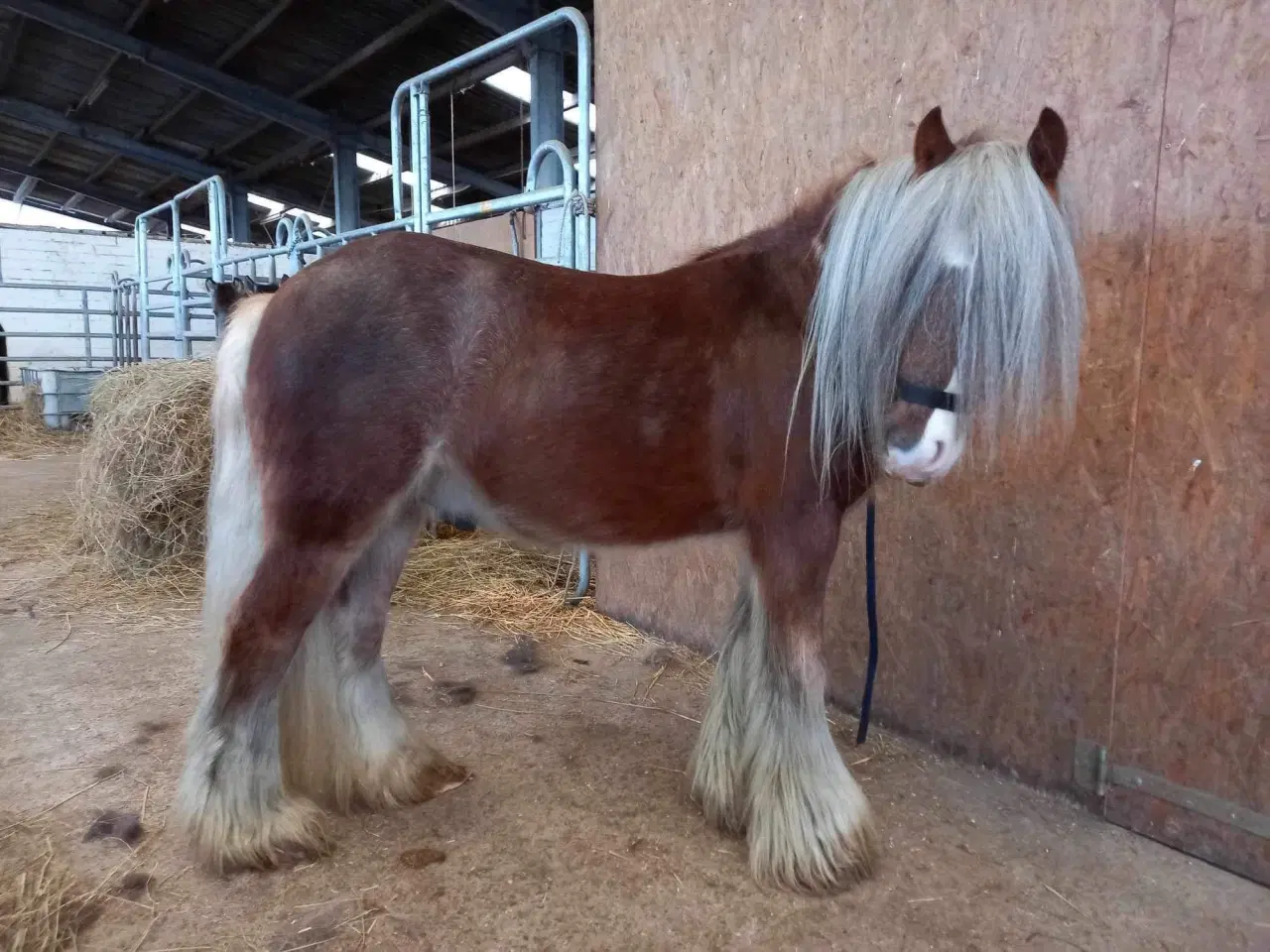 Billede 5 - MINI irish cob hoppeføl 