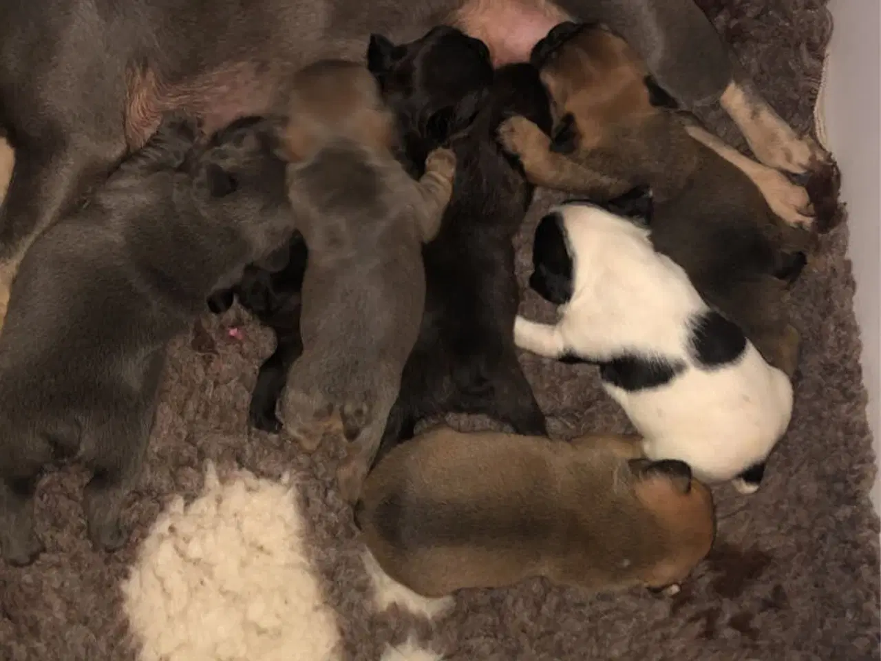 Billede 6 - Fransk bulldog hvalpe kun 1 tilbage