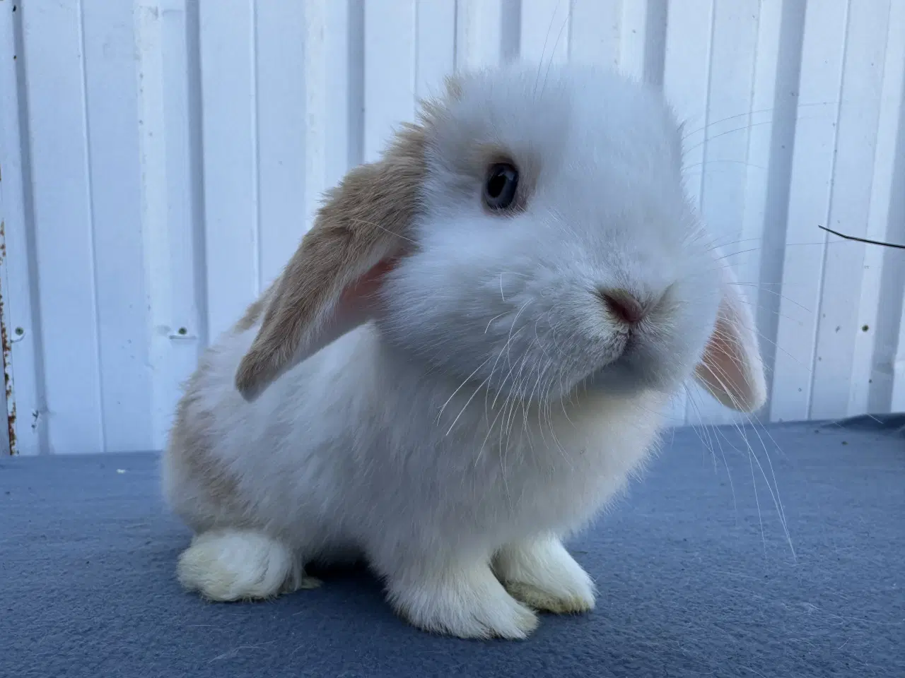 Billede 2 - 6 salgsklare Dværgvædder Hunkaniner 🐰
