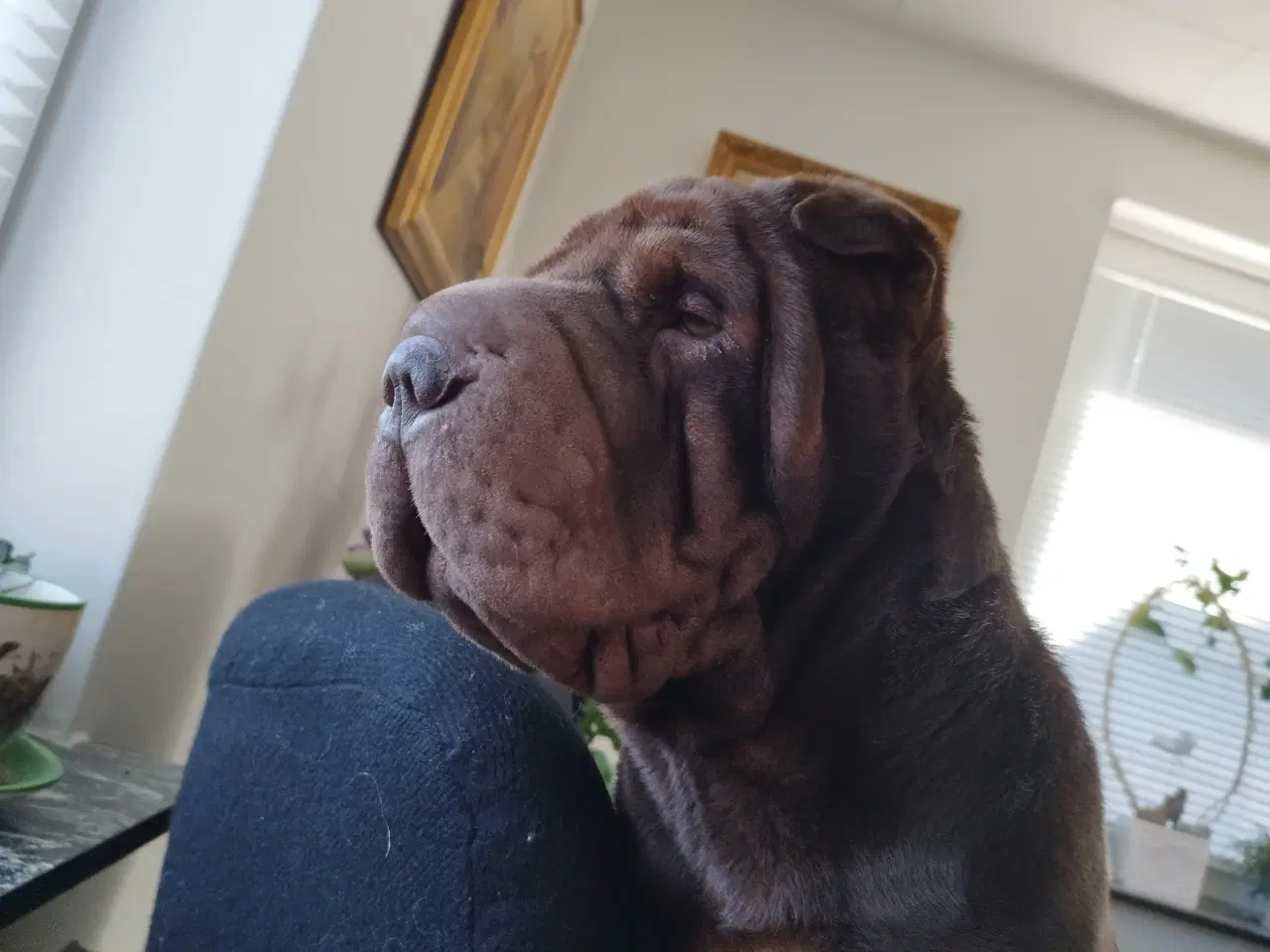 Billede 2 - Shar pei Han med stamtavle 