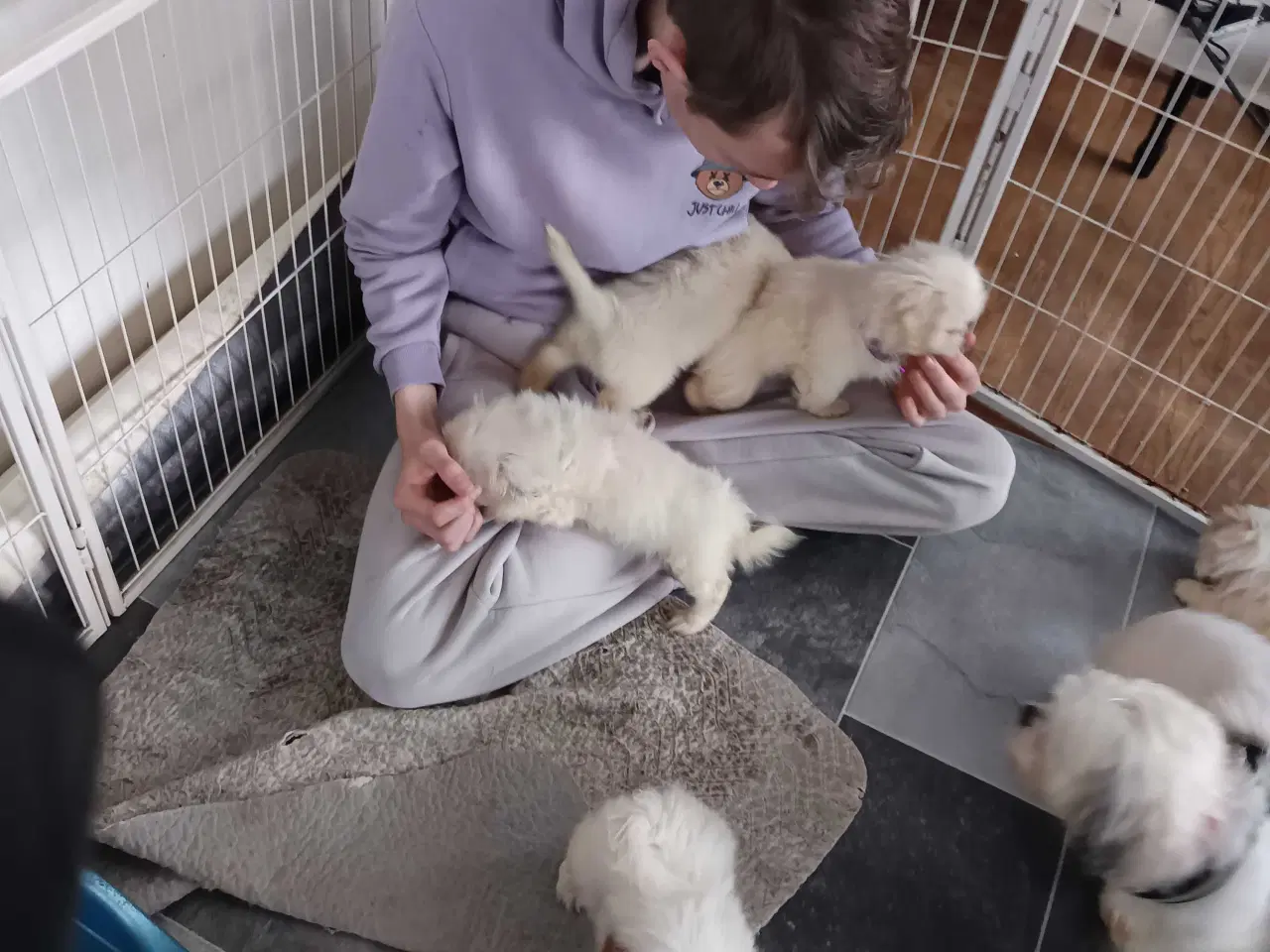 Billede 2 - Lækre hvapser 