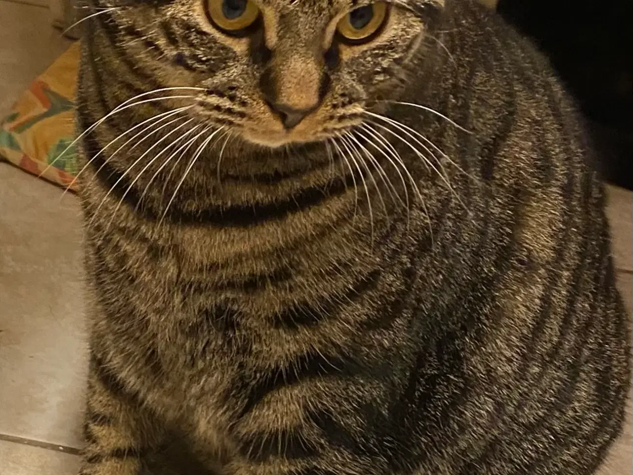 Billede 5 - British Shorthair killinger