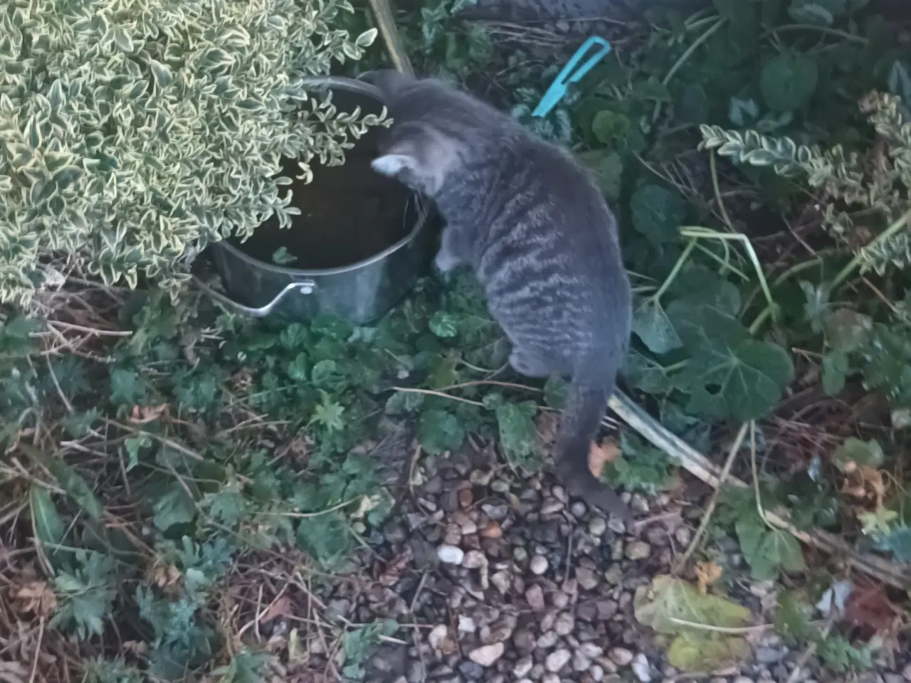 Billede 8 - Dejlige små hunkatte