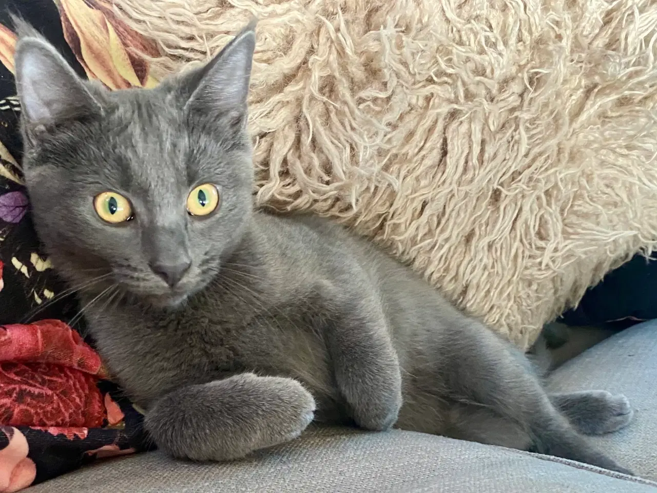Billede 7 - Maine Coon/Perser/Huskat killinger