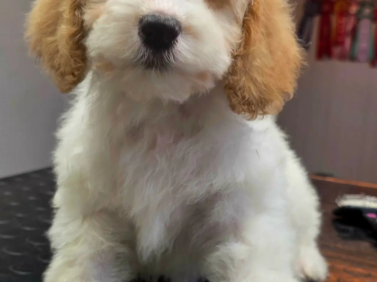 Billede 1 - Cockerpoo