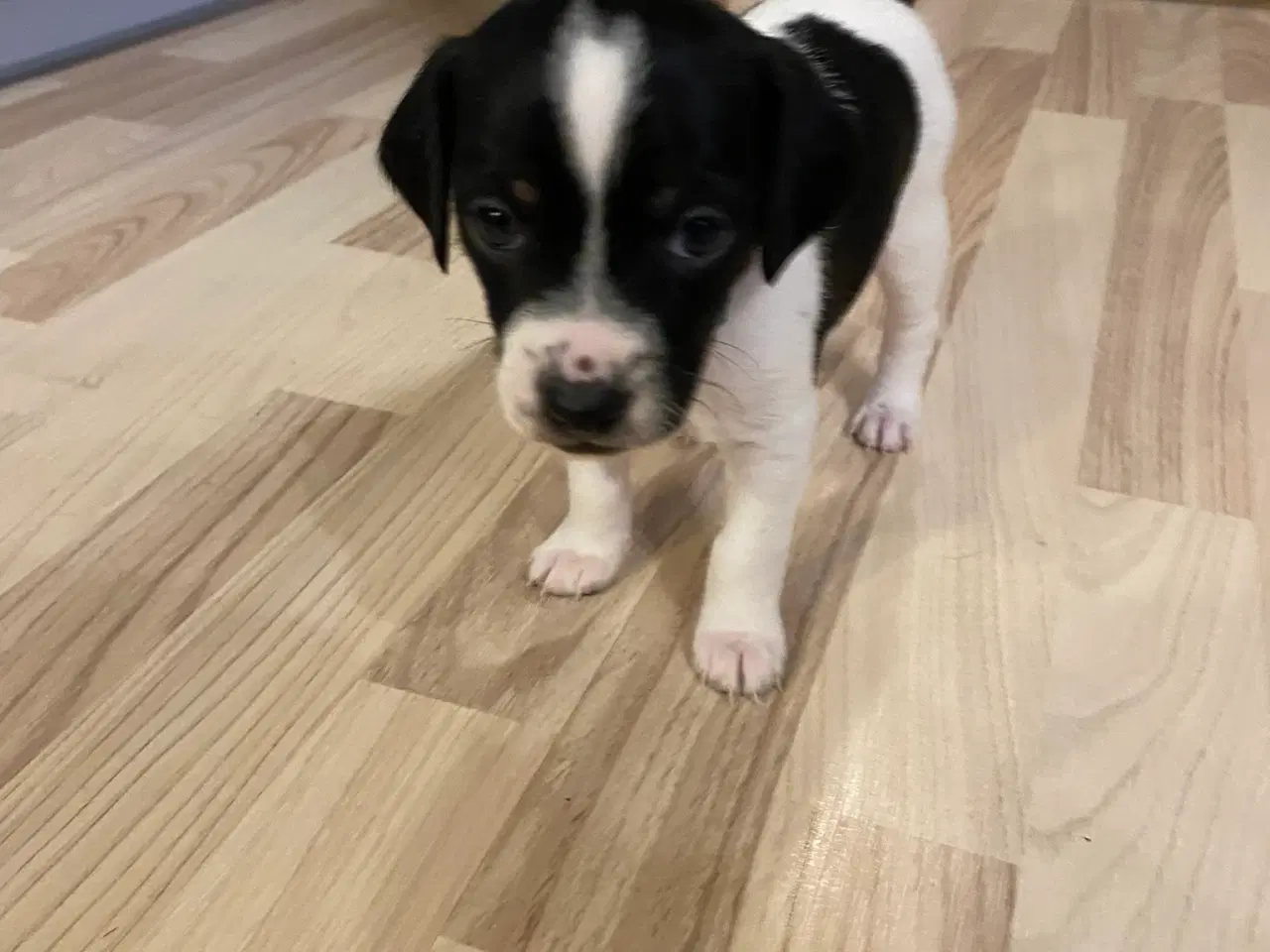 Billede 4 - Hvalpe klar til at få nyt hjem den 5. december