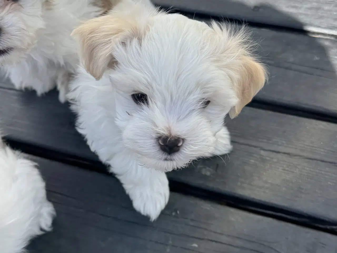 Billede 5 - Han, 7 uger