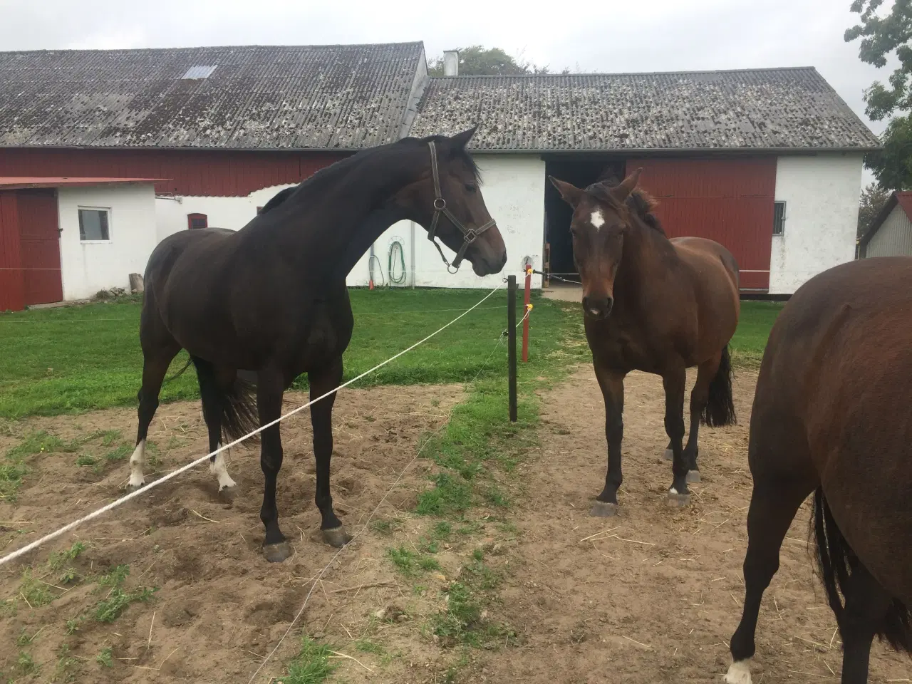 Billede 4 - Opstaldning tilbydes.Rolige og ordentlige forhold