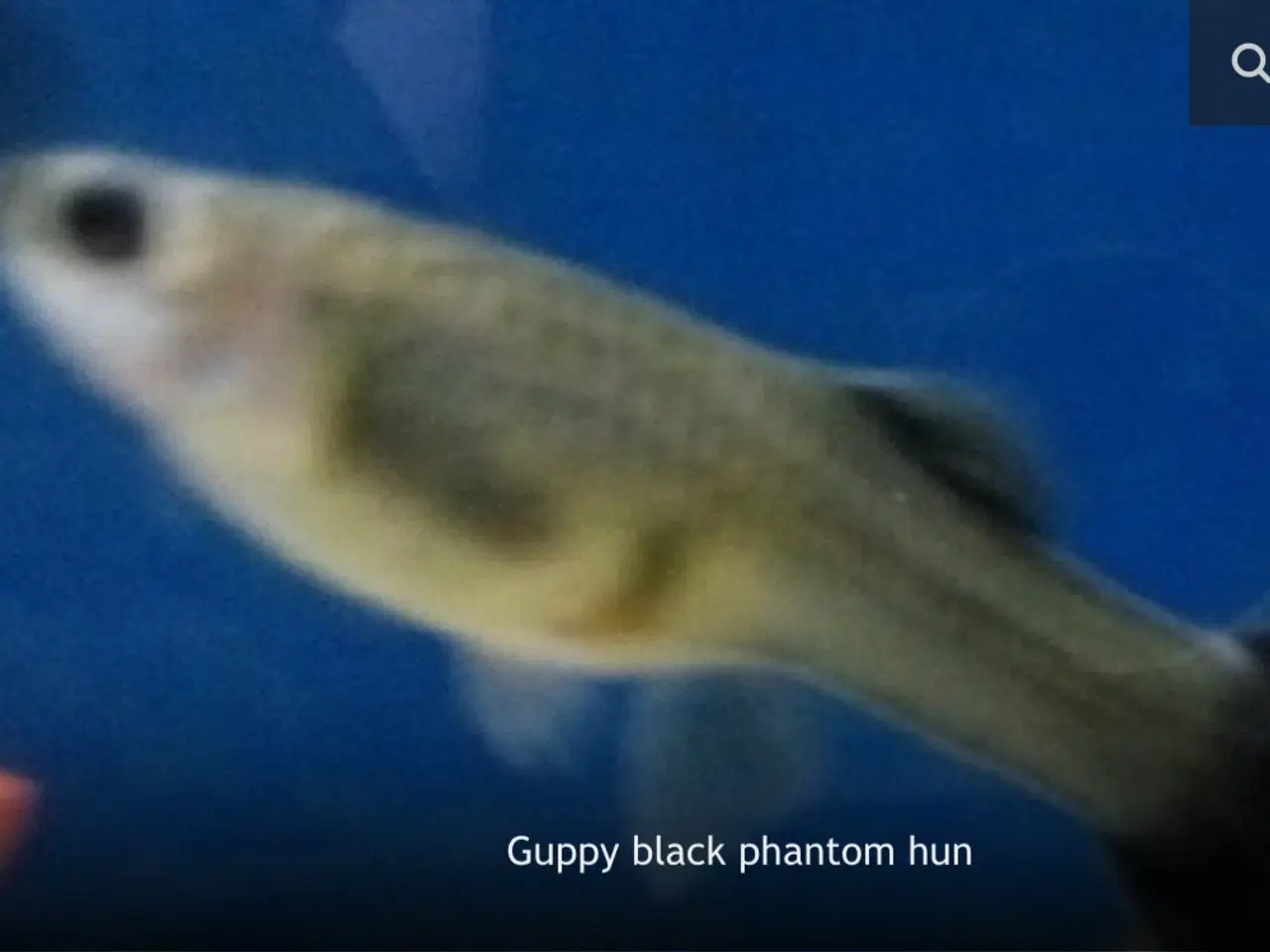 Billede 1 - Guppy yngel fisk