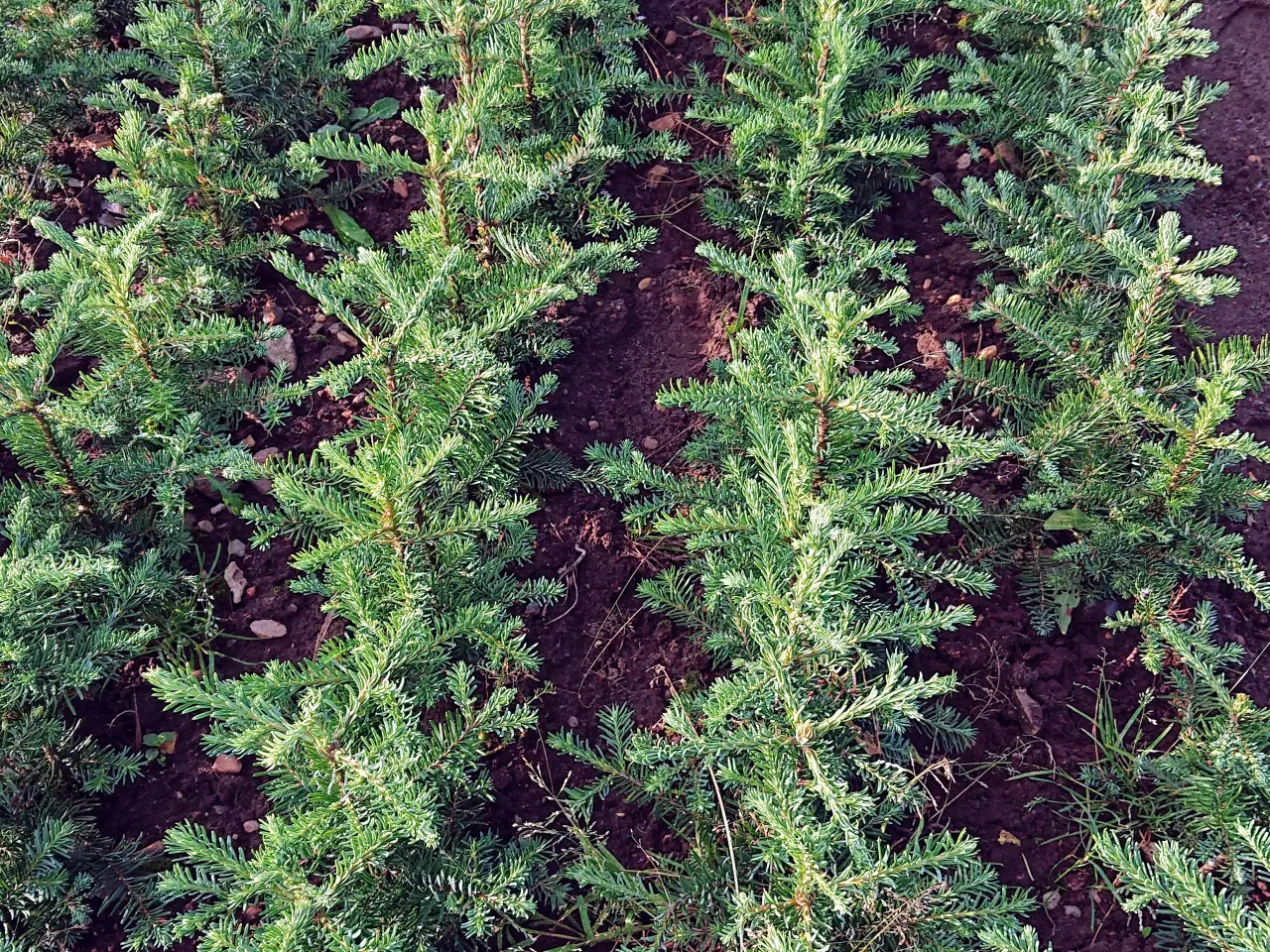 Billede 3 - Nåletræer og Bøge planter