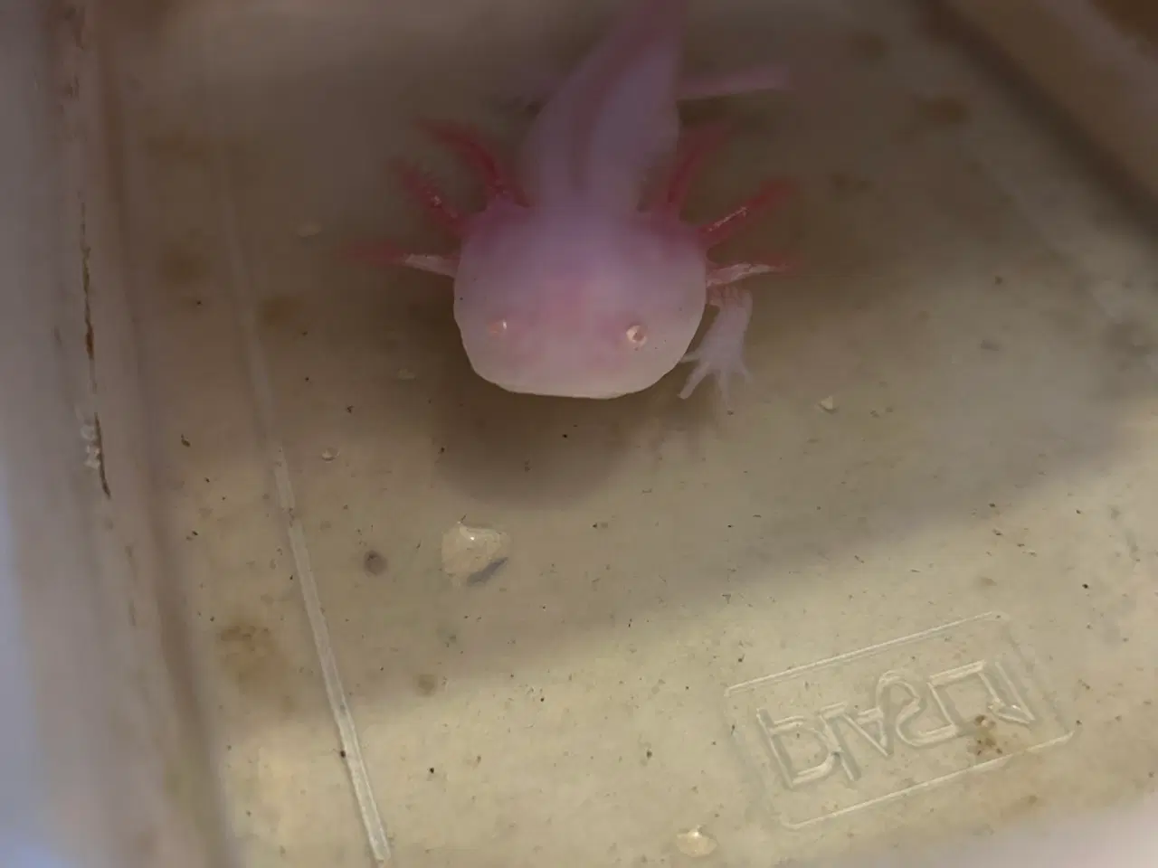Billede 2 - Axolotl unger