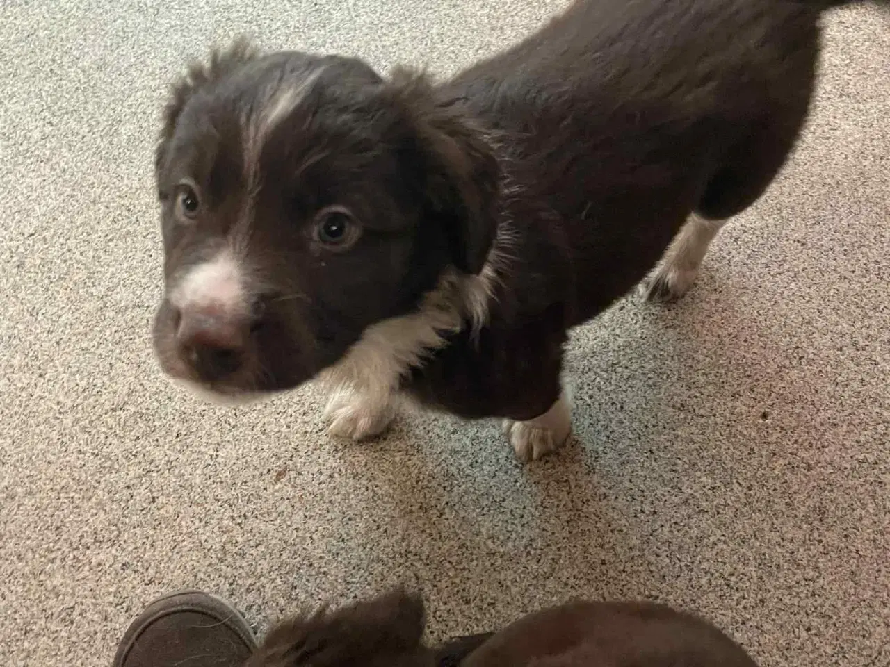 Billede 2 - Mor Springerspaniel