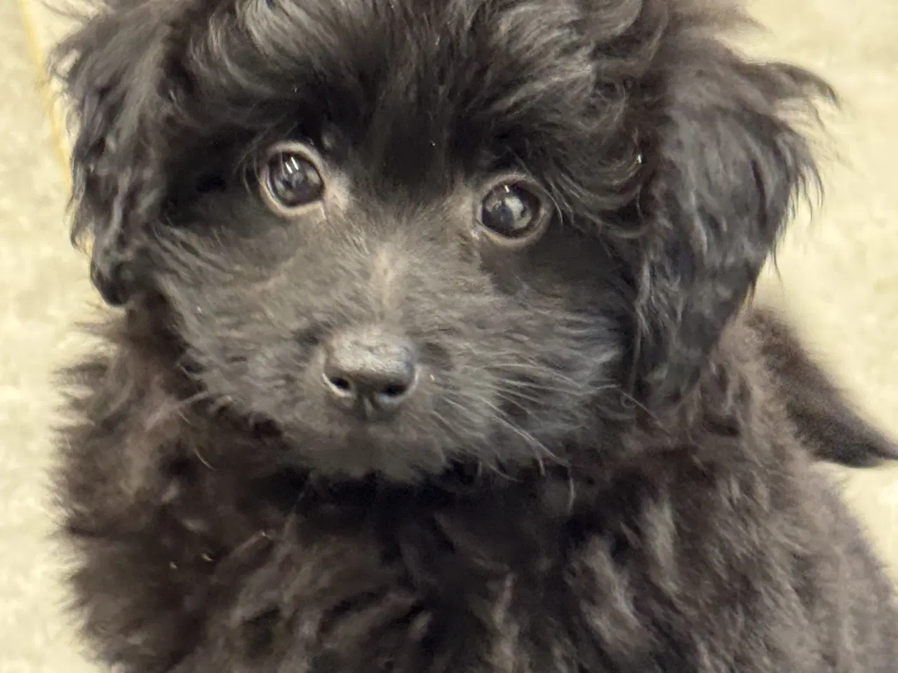 Billede 5 - 🐾 Skønne Pomapoo hvalpe søger deres forever homes